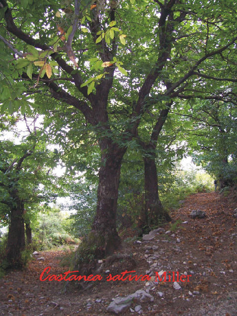  Image name: Castagnano4.jpg 
 width: 477 pixel 
 height: 635 pixel 
 Size: 100758 bytes 
 Click to enlarge 